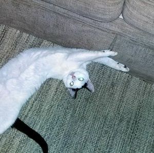 Meet your Posher, Celestine